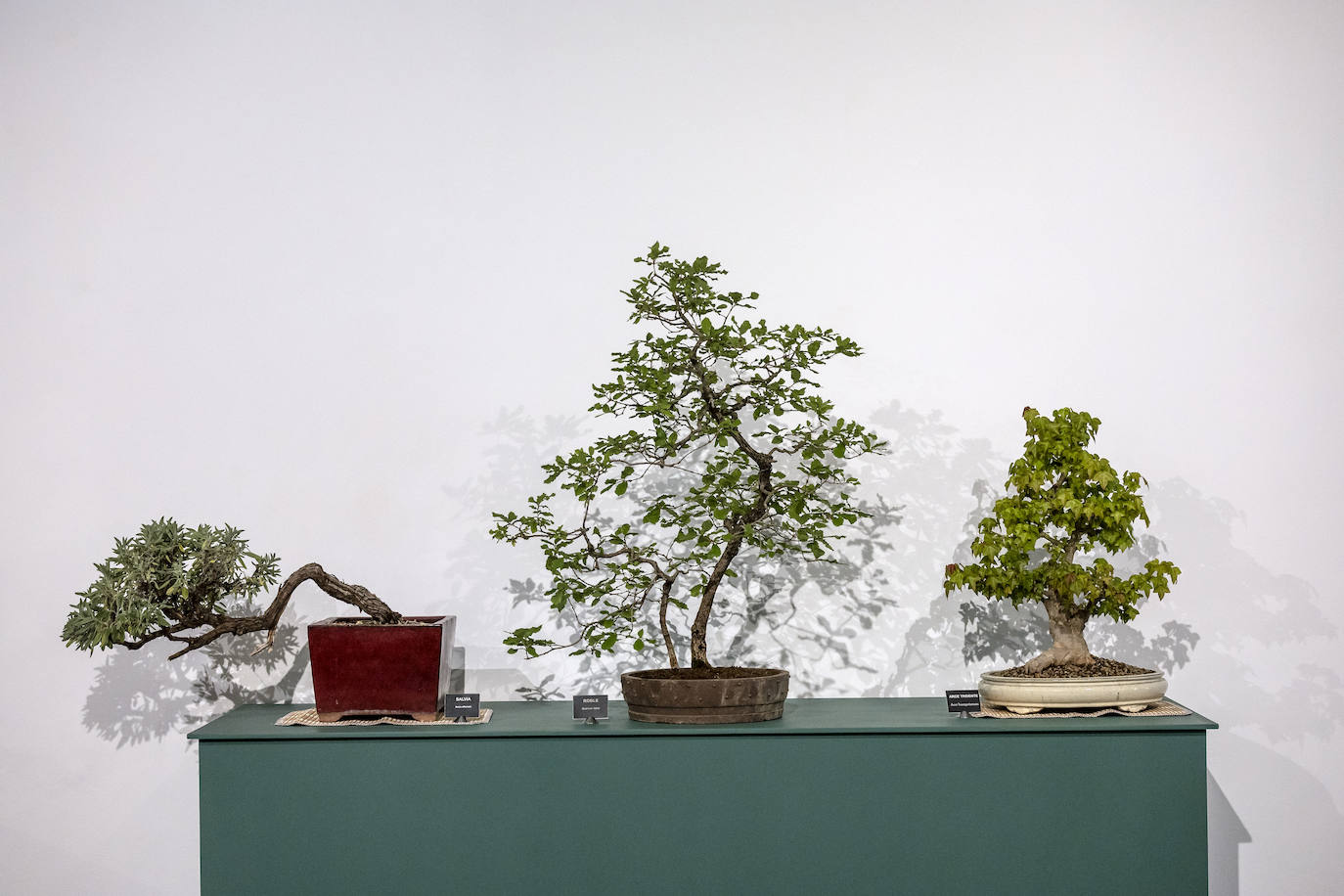 La muestra &#039;Bonsáis&#039; de la Asociación Rioja-Bonsái