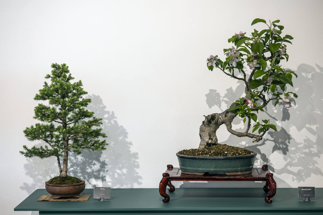 La muestra &#039;Bonsáis&#039; de la Asociación Rioja-Bonsái