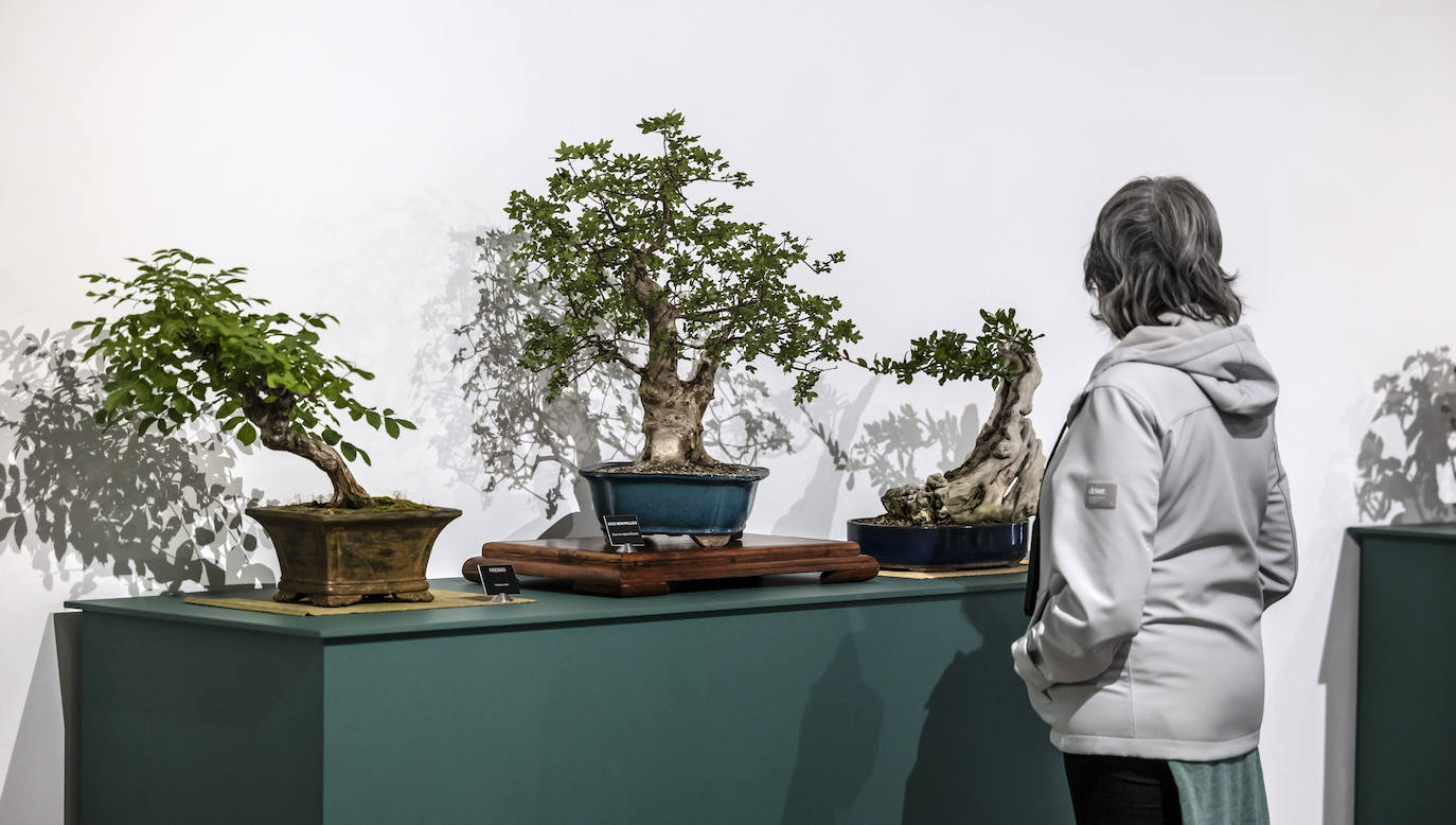 La muestra &#039;Bonsáis&#039; de la Asociación Rioja-Bonsái