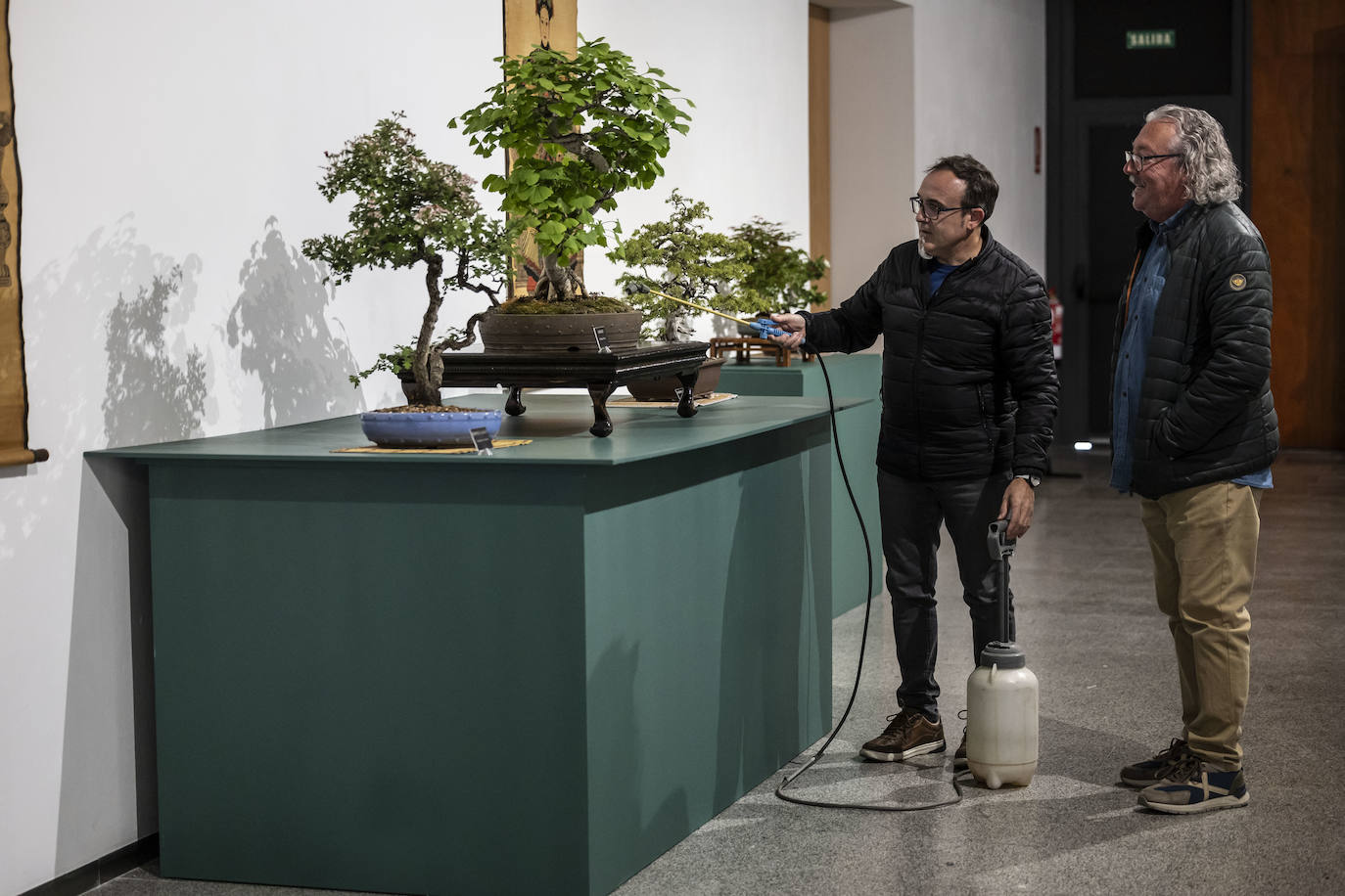 La muestra &#039;Bonsáis&#039; de la Asociación Rioja-Bonsái