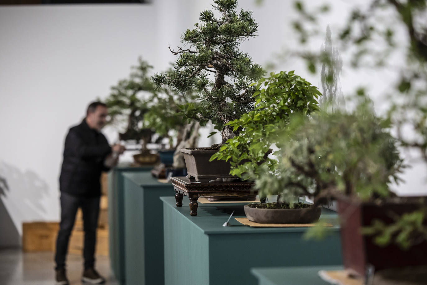 La muestra &#039;Bonsáis&#039; de la Asociación Rioja-Bonsái