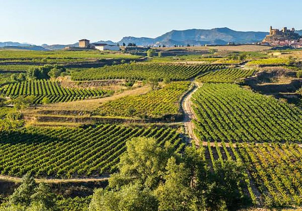 El Run Wine Festival de San Vicente se aplaza al 1 de septiembre