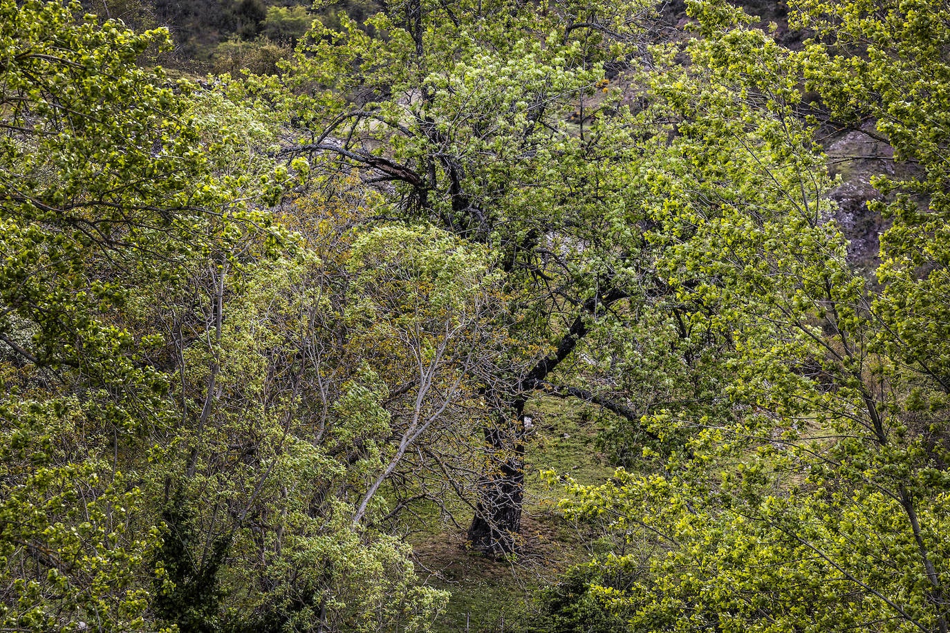 Una lucha en solitario para que Oliván no quede deshabitada