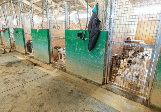 Perros en el refugio de la Asociación Protectora de Animales en La Rioja.