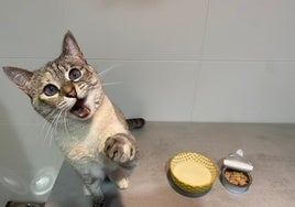 La gata Ari ante un cuenco de leche y una lata de atún, alimentos que los felinos pueden comer pero de forma ocasional, no habitual.