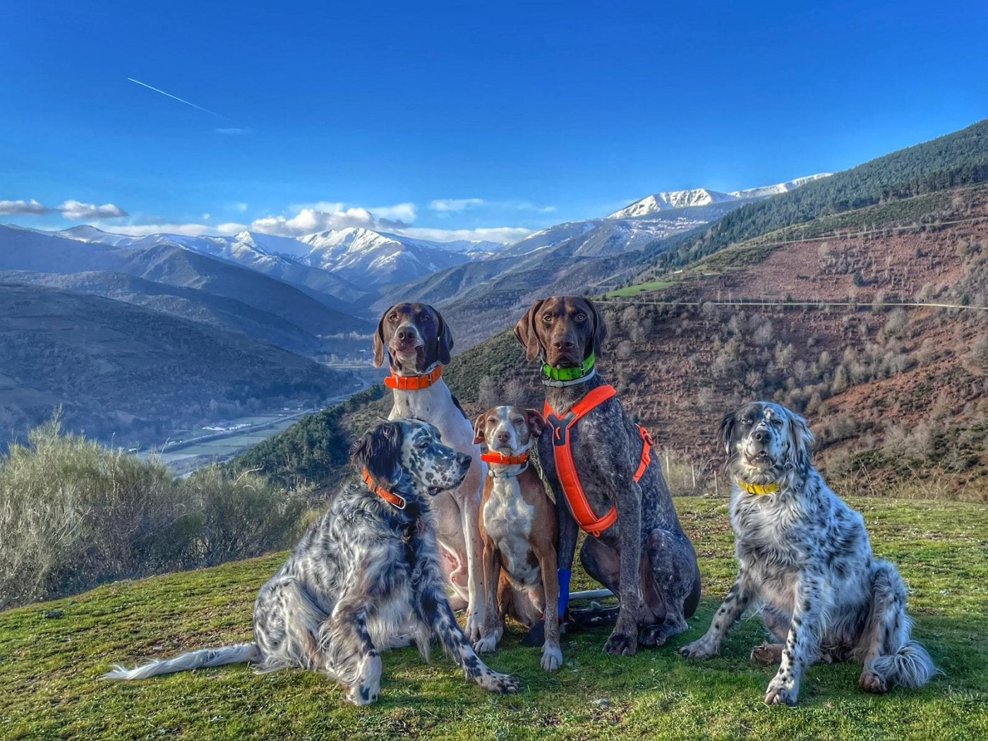 Nala, Thrall, Froda y Yukon, las perros de Paula Andrés y Tomás Santamaría, de Ezcaray, posan en la Sierra de la Demanda junto a otro cánido de la familia.