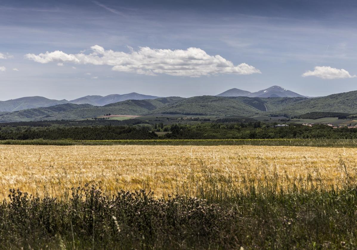 La incidencia es desigual según zonas de La Rioja, pero la cosecha total no llegará a los kilos de un año 'normal'.