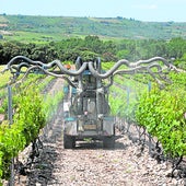 ¿Por qué existe y a quién beneficia el vino de mesa?