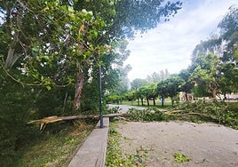 El viento ha derribado ramas y algún árbol en el parque del Ebro este martes.