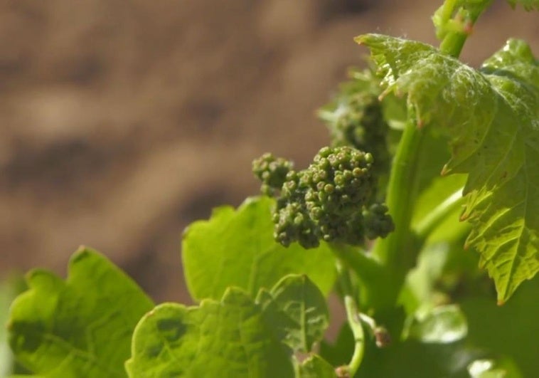 El cambio climático, menos desfavorable para Rioja que para otras denominaciones