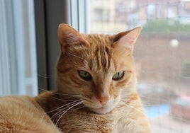 El gato Link con sus grandes bigotes y vibrisas, que le ayudan con la capacidad sensorial.