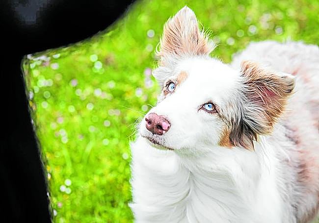 La perra Tirma, con deficiencia visual, se sirve de las vibrisas para poder orientarse.