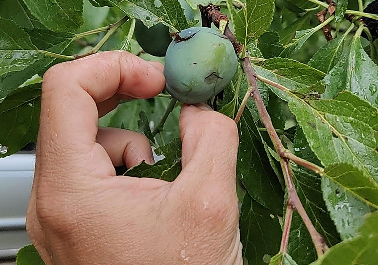 Ciruelas apedreadas en Nalda.