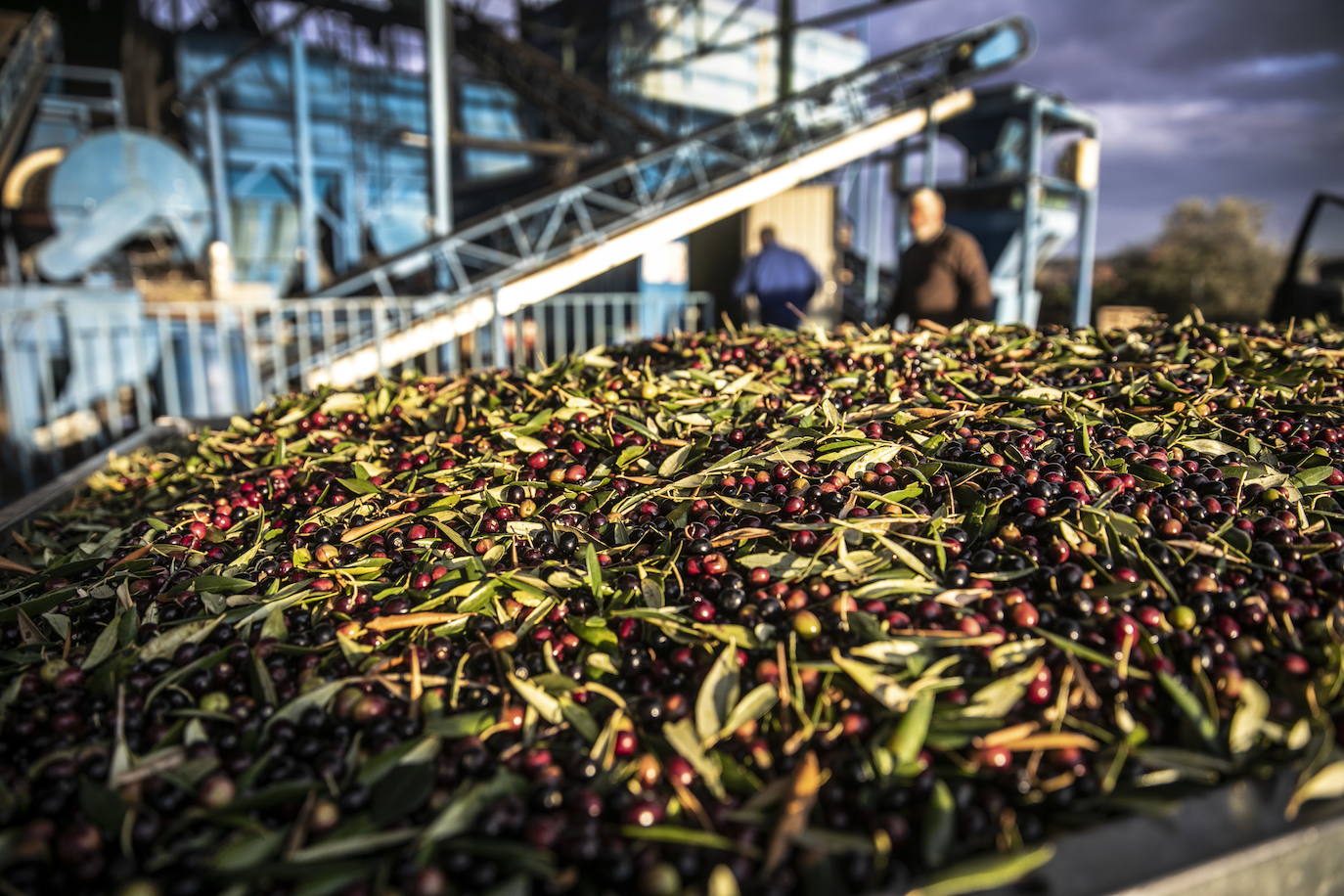 Llegada de aceitunas a una almazara rioja para su moltura.