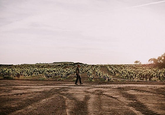 Enrique Eguíluz (hijo) con el metro y las cuerdas para alinear la nueva plantación.