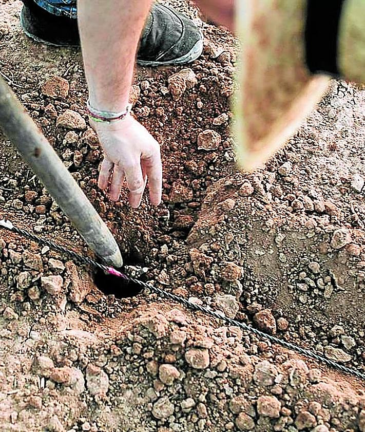 Imagen secundaria 2 - Plantando en tiempo de arranques
