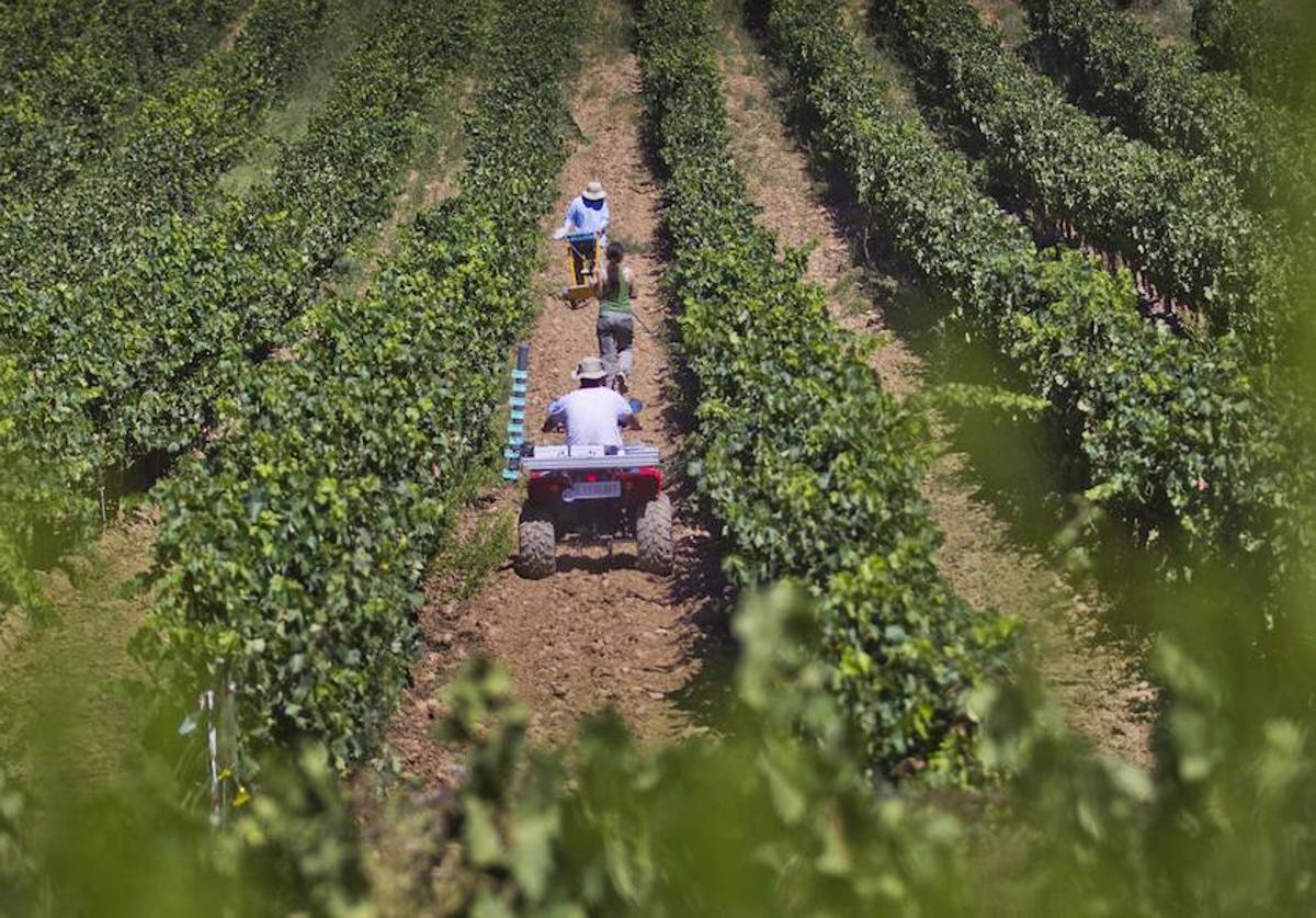 Trabajos en el viñedo antes de la vendimia.