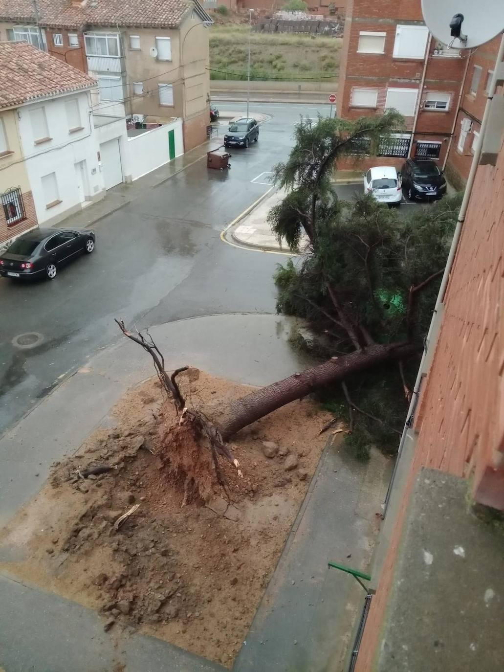 También en Alfaro, árbol arrancado de raiz.