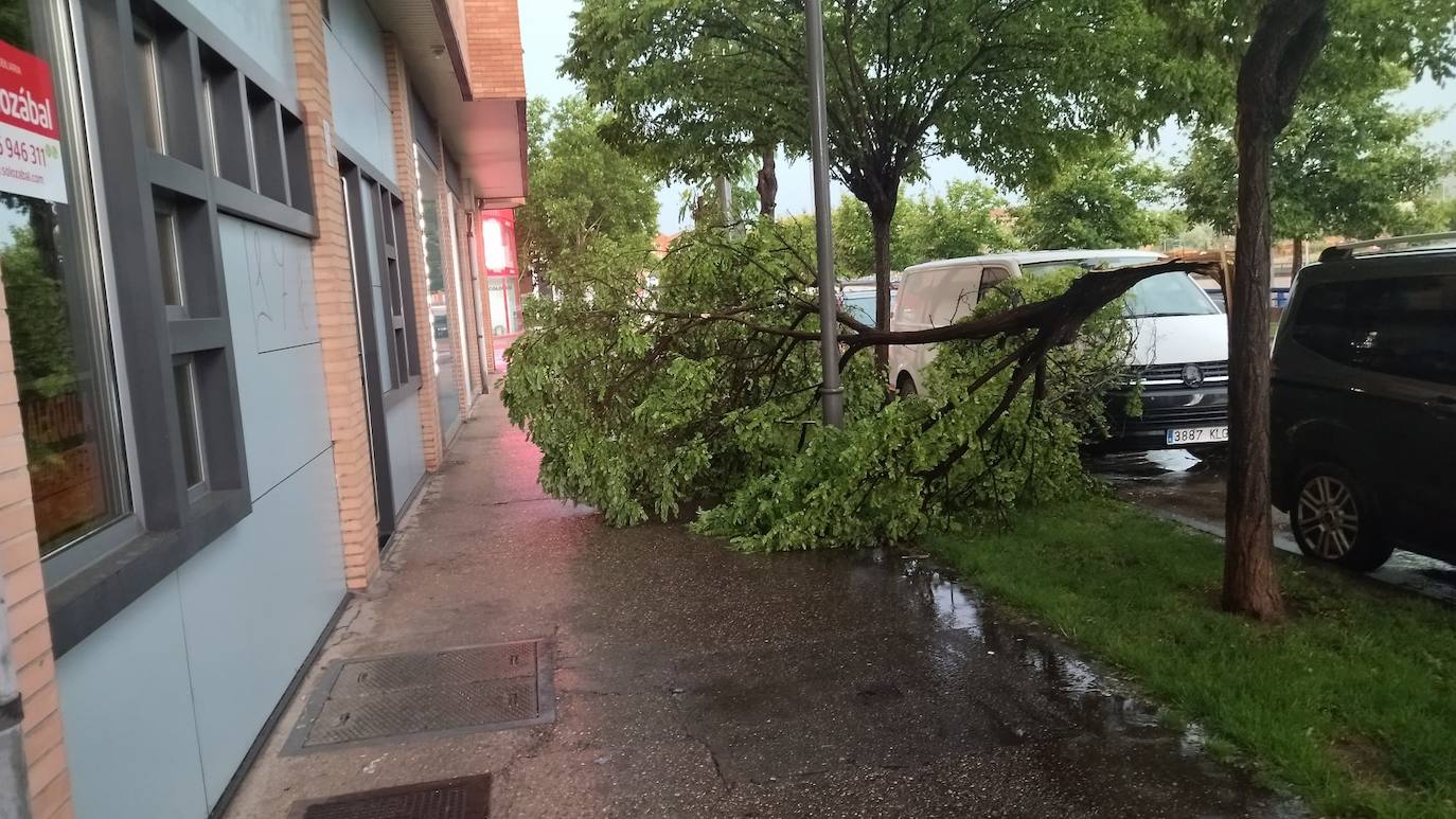 Árbol roto en Cascajos