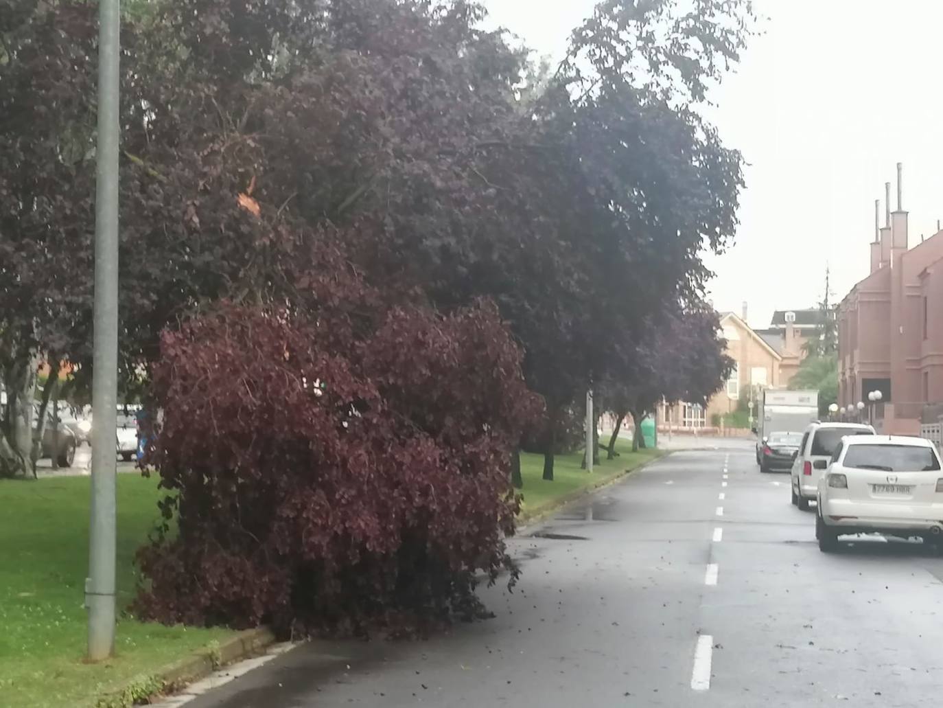 Más ramas arrancadas en avenida de Madrid.