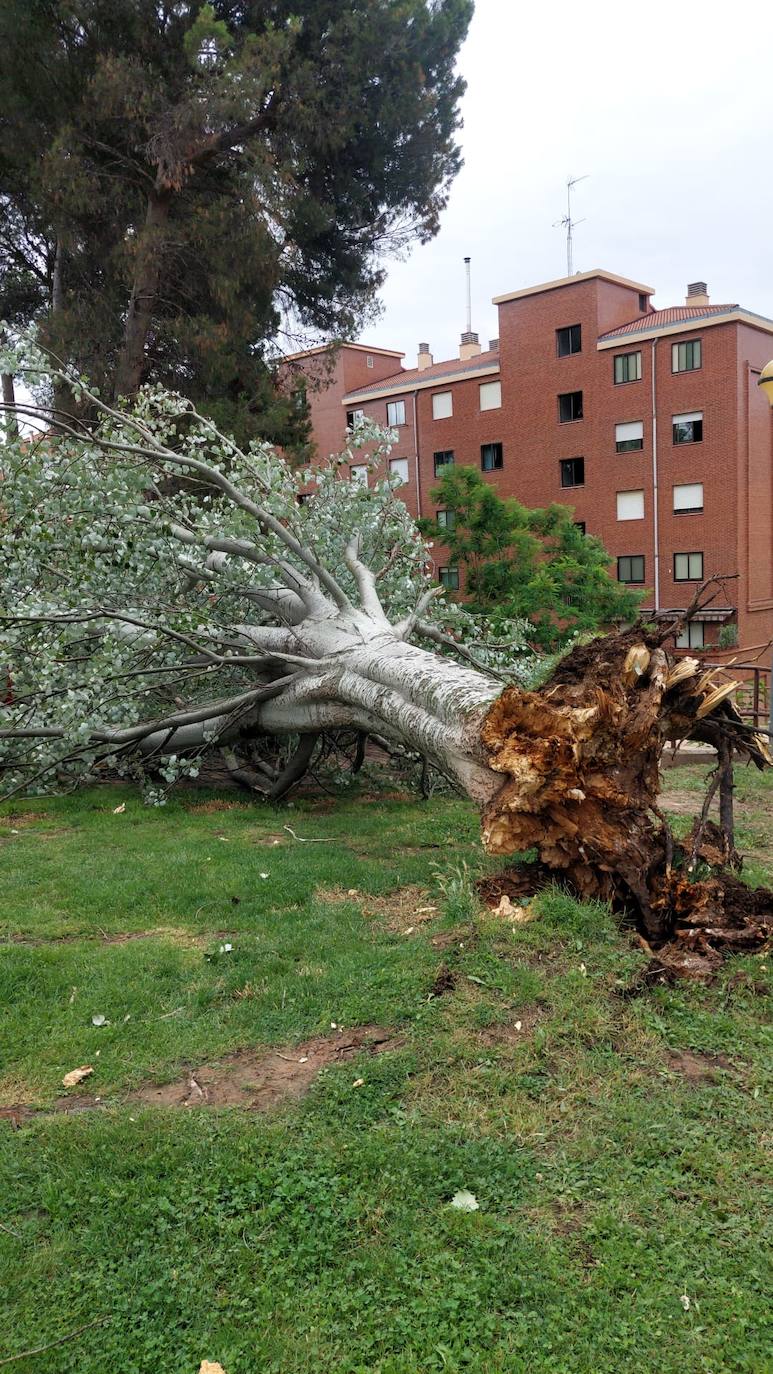 Restos de la tormenta en el parque de los Enamorados.