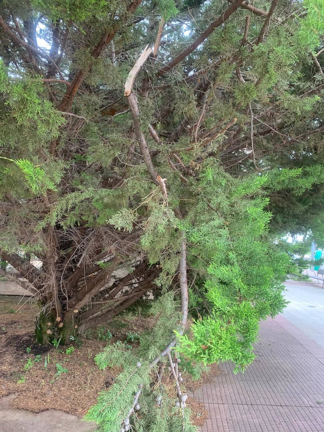 Ramas rotas en árboles de paseo del Prior.