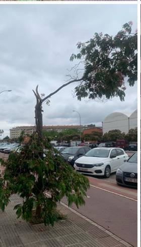 Ramas rotas en árboles de paseo del Prior.