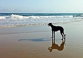 Un buen día de playa para perros