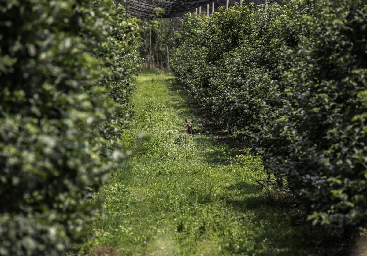 Plantación de frutales en La Rioja Baja.