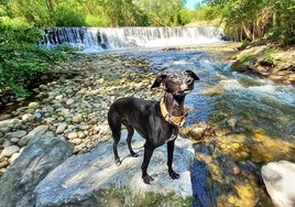 El perro Nilo en las cascadas del río Iregua en Alberite, donde se forman pozas en las que habitualmente se bañan personas y perros.