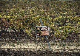 ARAG-Asaja pide a Agricultura una reunión para estudiar posibles arranques de viñedo