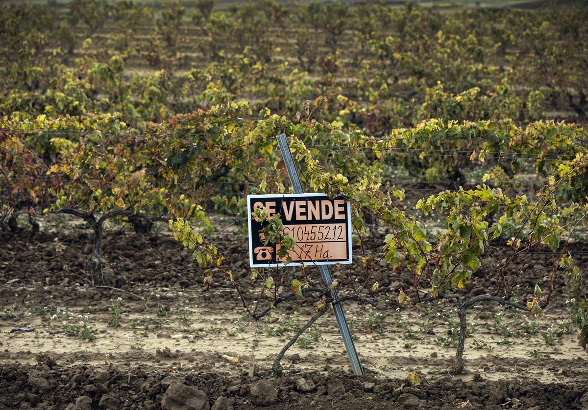 ARAG-Asaja pide a Agricultura una reunión para estudiar posibles arranques de viñedo