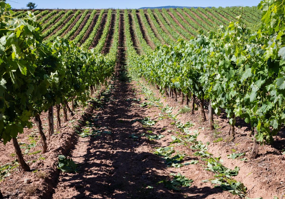 Plantacion de viñedo en Canillas de Río Tuerto.