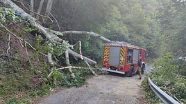 Los bomberos han intervenido para retirar el árbol.