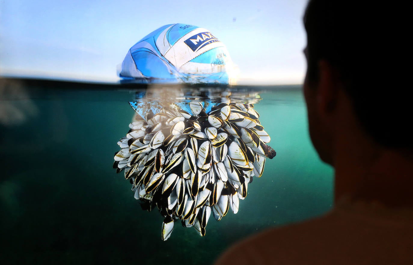 Una pelota de voleibol a la deriva sirve de hogar para un grupo de percebes.