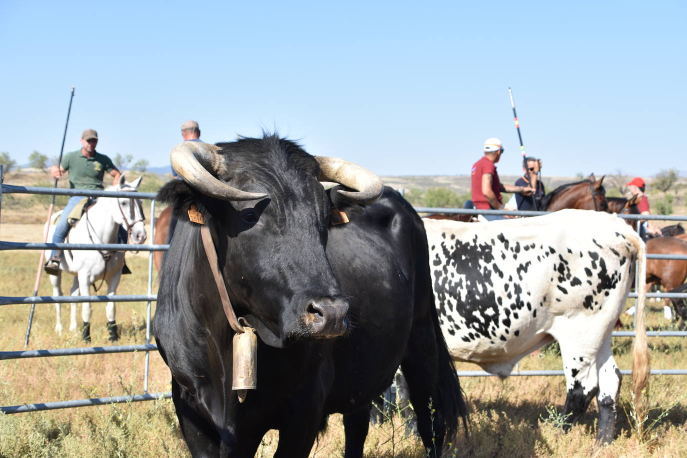 La saca de vacas de Valverde, en imágenes