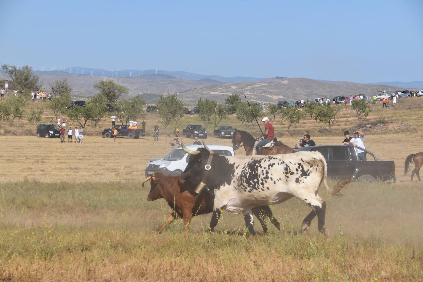 La saca de vacas de Valverde, en imágenes