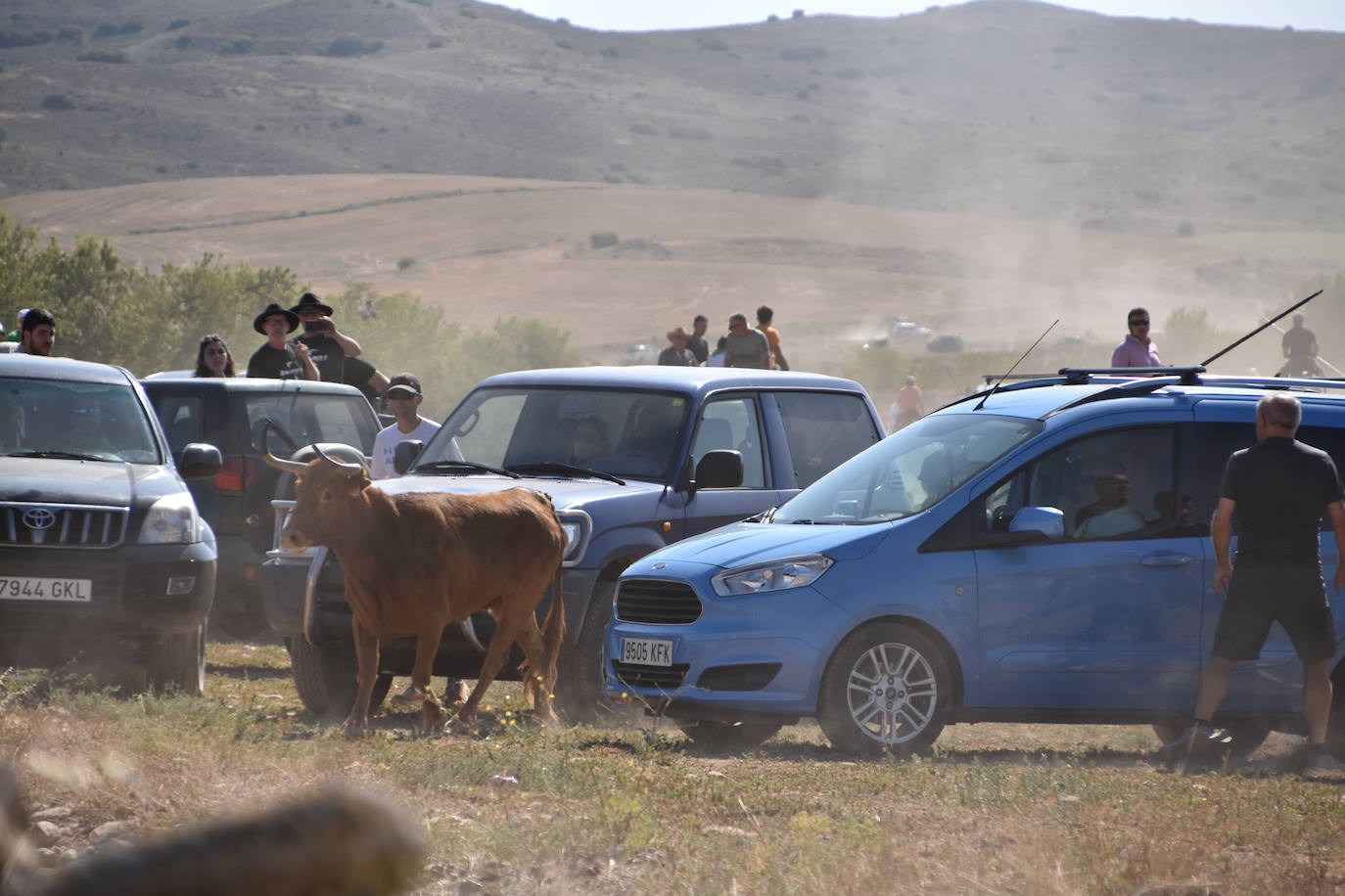 La saca de vacas de Valverde, en imágenes