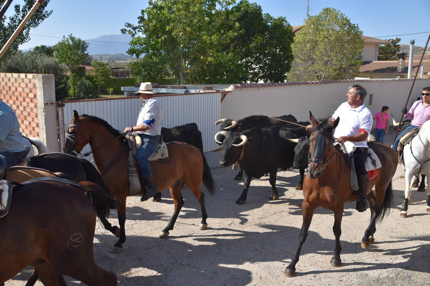 La saca de vacas de Valverde, en imágenes