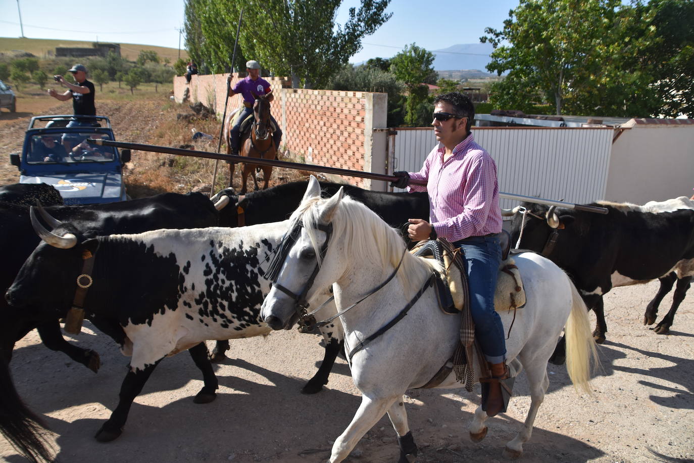 La saca de vacas de Valverde, en imágenes