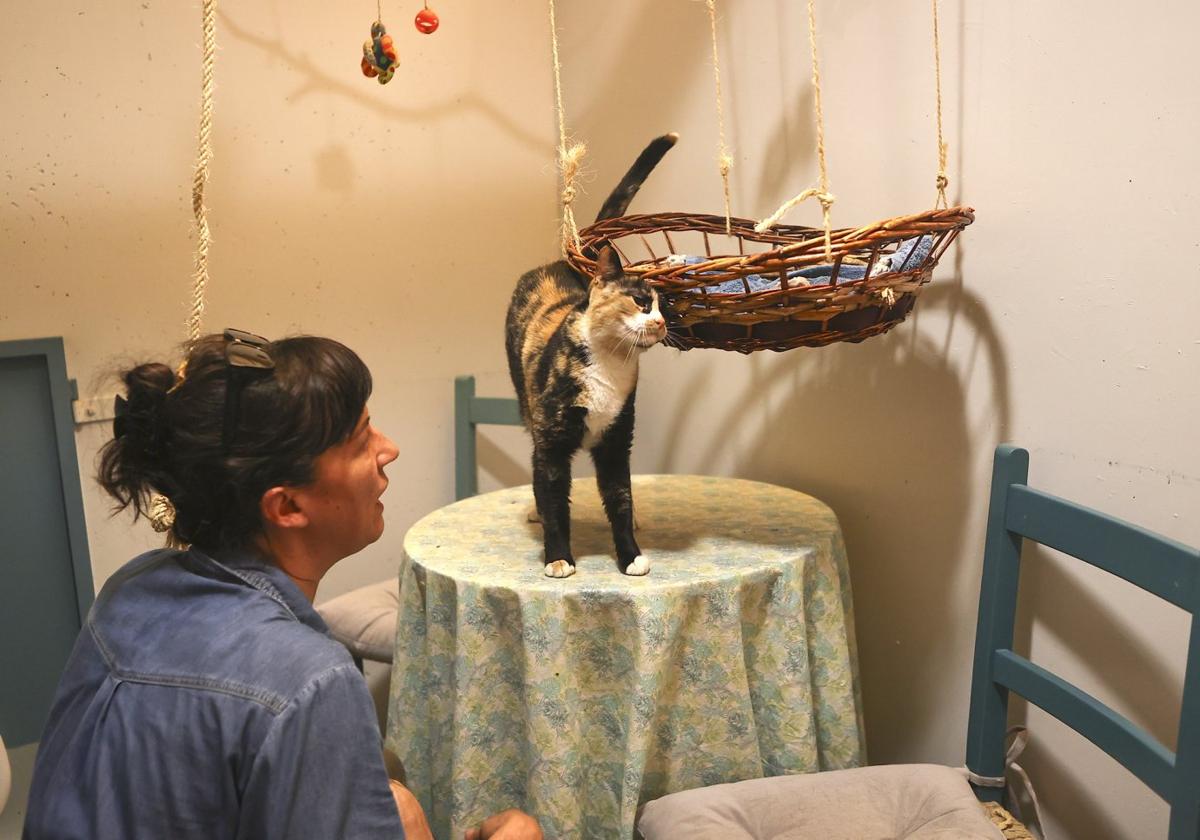 Hoteles para perros y gatos