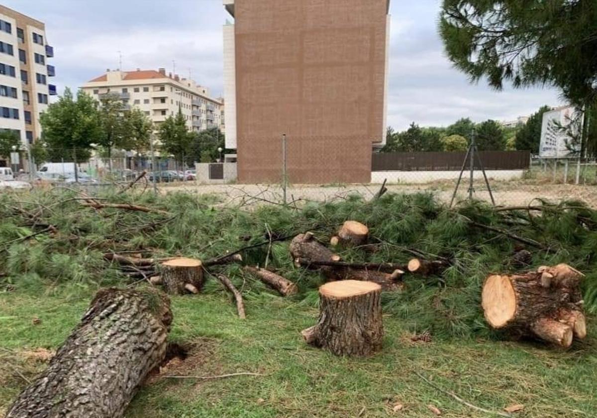 Fotodenuncia vista estos primeros días de agosto en redes sociales criticando la tala en el paseo Jerónimo Jiménez.