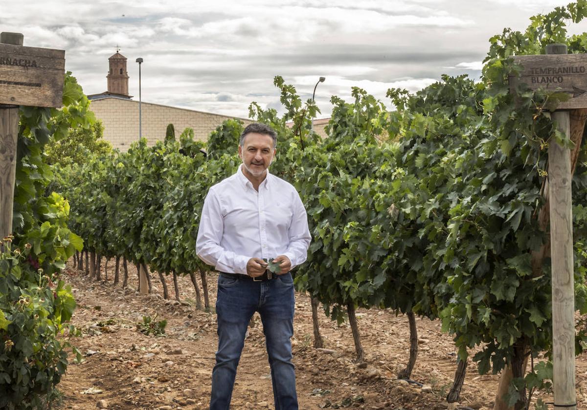 Abel Torres y su equipo afrontan con «máxima ilusión» la inminente vendimia.