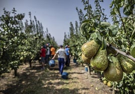 Peras de una finca de Alfaro propiedad de un rinconero adscrita a la Denominación de Origen Protegida Peras de Rincón de Soto, ayer en el inicio de la campaña.