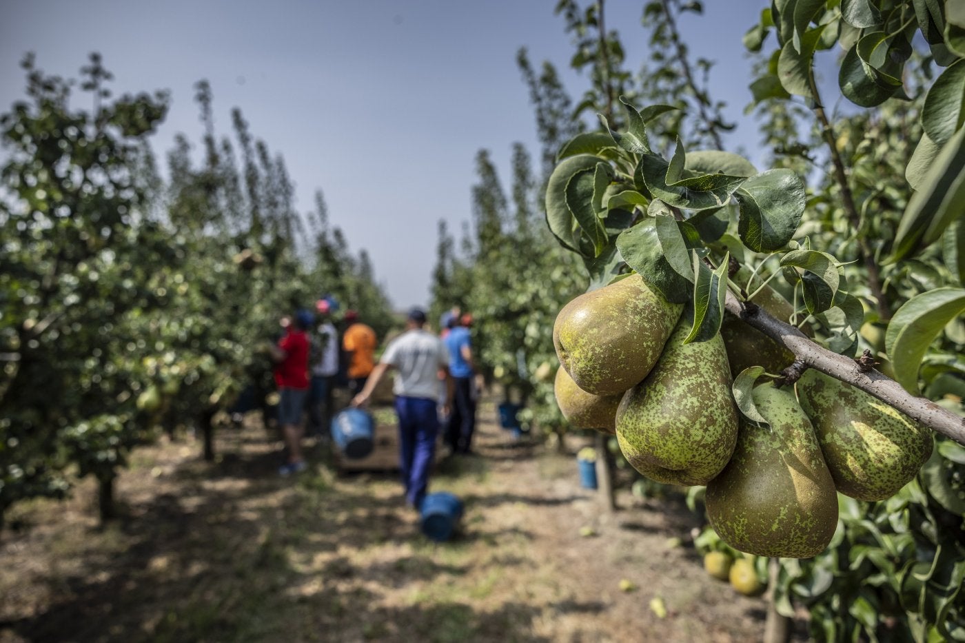 Peras de una finca de Alfaro propiedad de un rinconero adscrita a la Denominación de Origen Protegida Peras de Rincón de Soto, ayer en el inicio de la campaña.