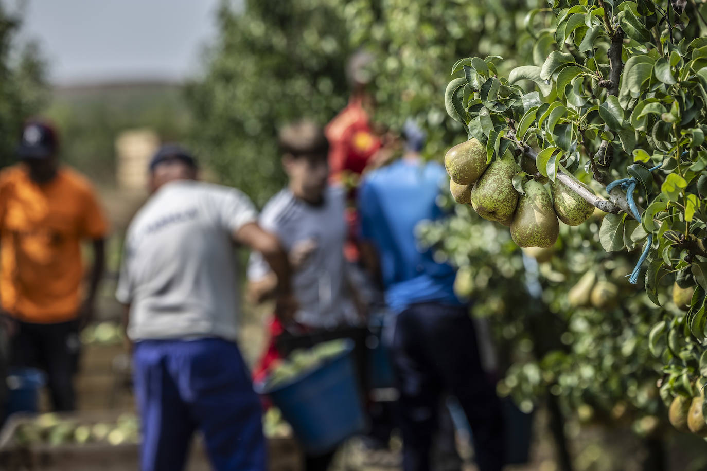 La cosecha de peras de Rincón, en marcha