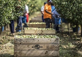 La cosecha de peras de Rincón, en marcha