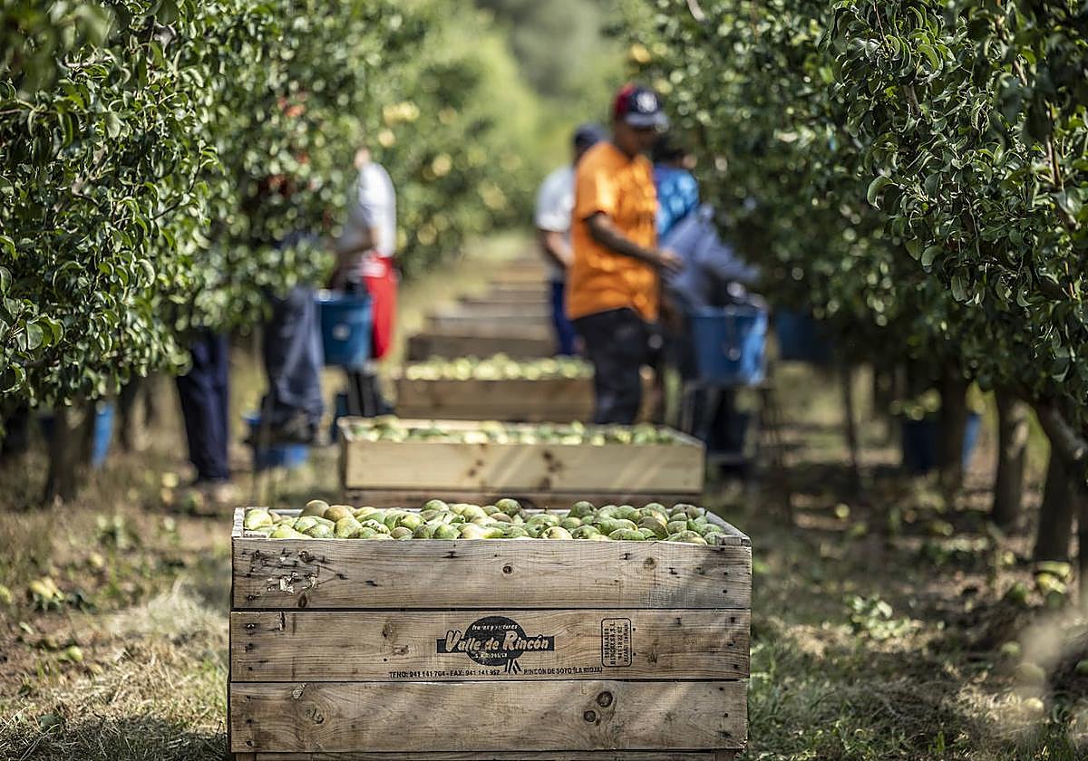 La cosecha de peras de Rincón, en marcha