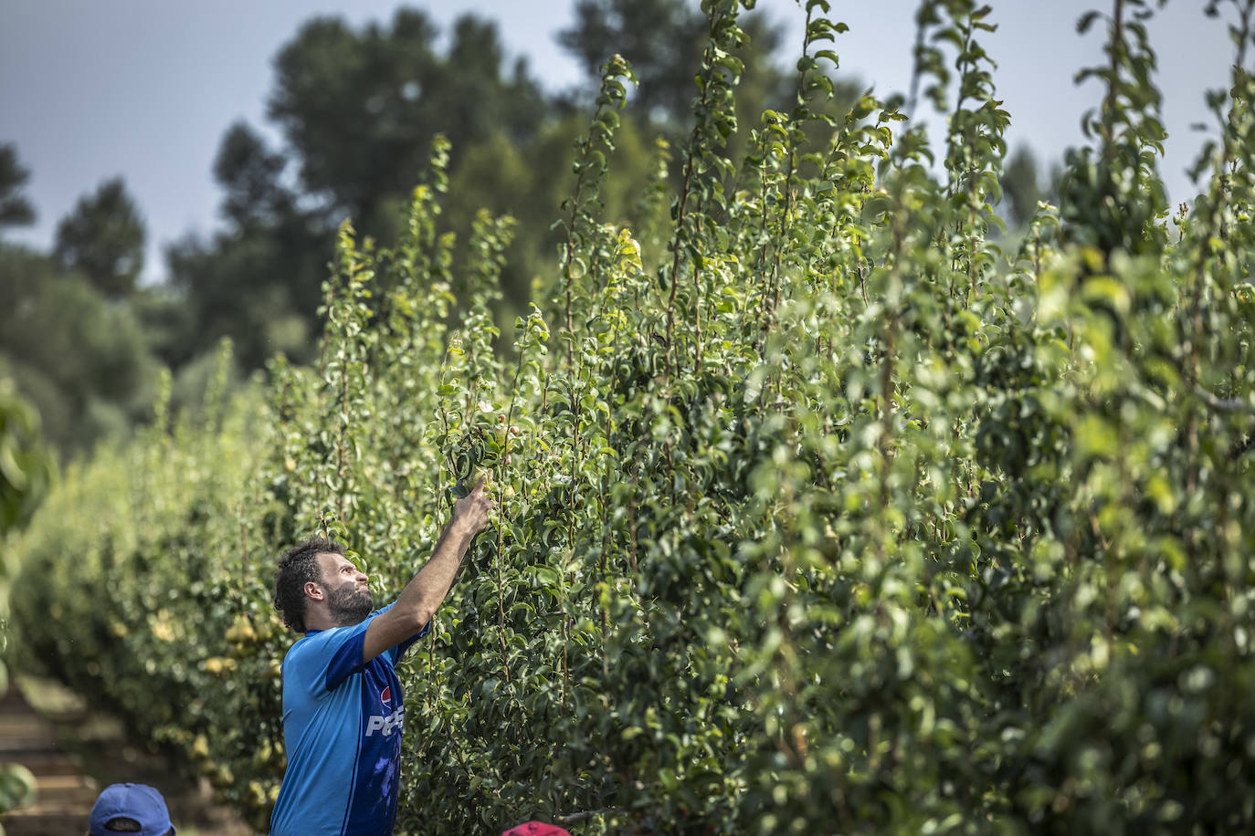 La cosecha de peras de Rincón, en marcha