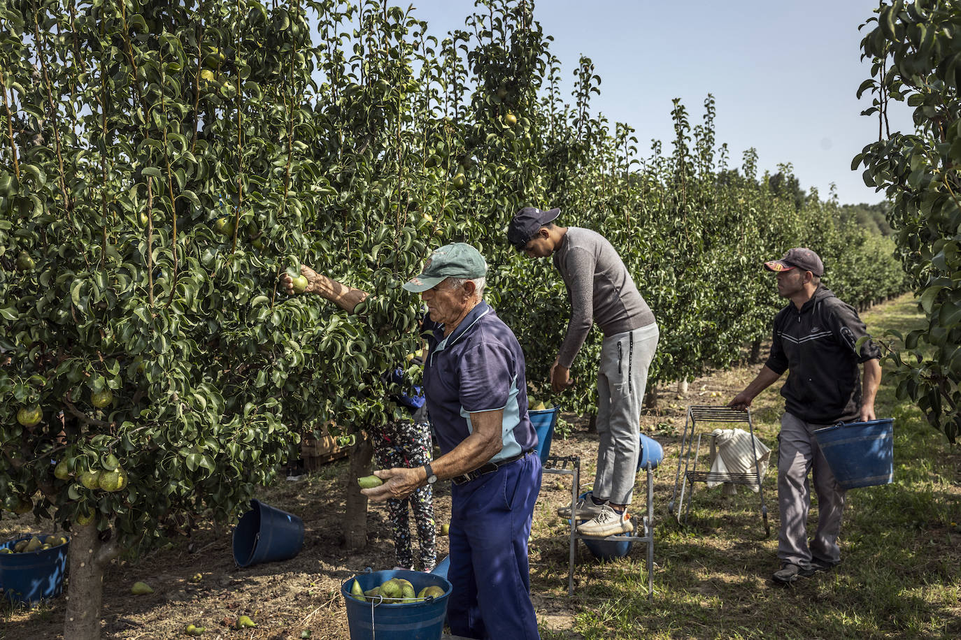 La cosecha de peras de Rincón, en marcha